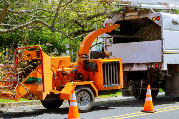 How Our Tree Care Process Works  in South Gate, CA